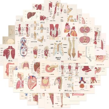 Human Organ Medical Anatomy Stickers for Luggage Laptop Water Bottle