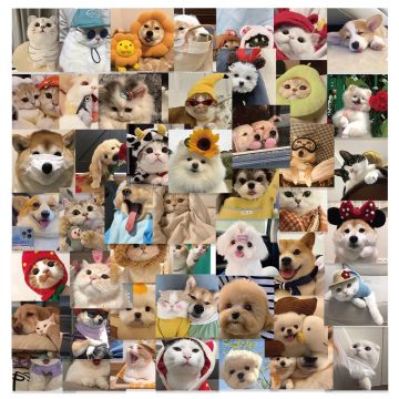 Cute Cat Dog Funny Stickers - Animal Meme Decals
