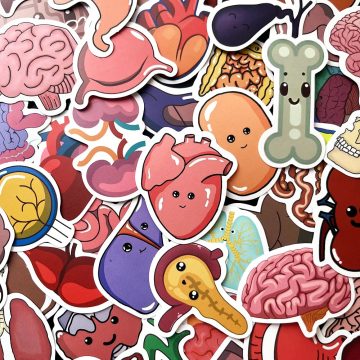 Cute Anatomy Stickers - Decals for Laptop Bicycle Guitar