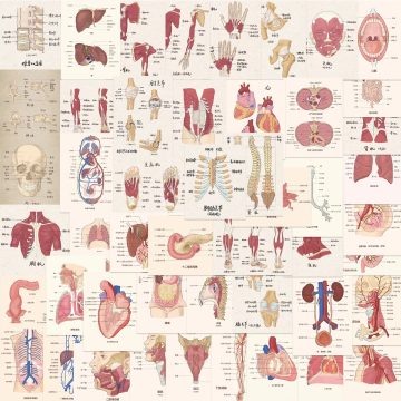 Cartoon Human Organ Stickers for Luggage, Laptop, Diary, Bottle, Phone, Book Waterproof Medical Anatomy