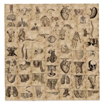 Horror Anatomy Physiology Stickers - Vintage Body Structure Decals for Bike & Laptop