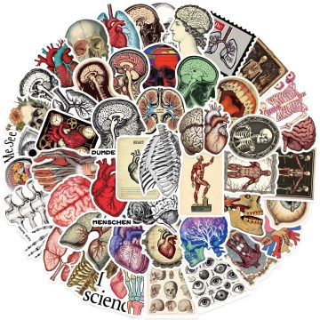 Medical Human Body Anatomy Stickers for Diary Laptop Bottle