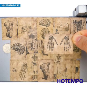Anatomy Sketch Skeleton Skull Muscle Viscera Retro Parchment Stickers for Scrapbook, Luggage, Phone, Laptop