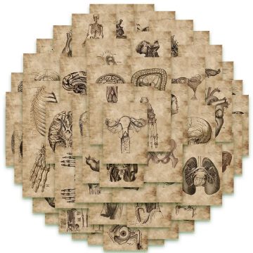 Human Anatomy Medical Stickers for Luggage Phone