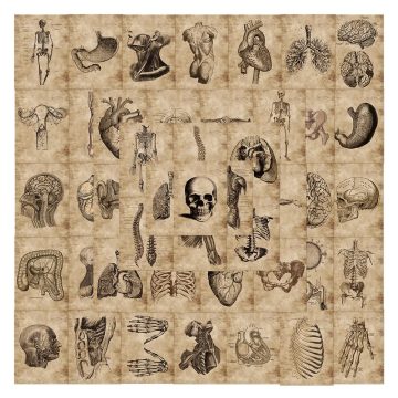 Anatomy Physiology Body Structure Stickers - Skeleton PVC Decals for Luggage