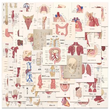 Anatomy Stickers Heart, Skull, Organ Graphics for Laptop and Helmet