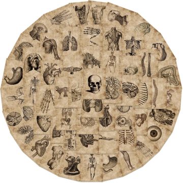 Vintage Organ Anatomy Stickers - Aesthetic PVC Decals for Sketchbook & Phone